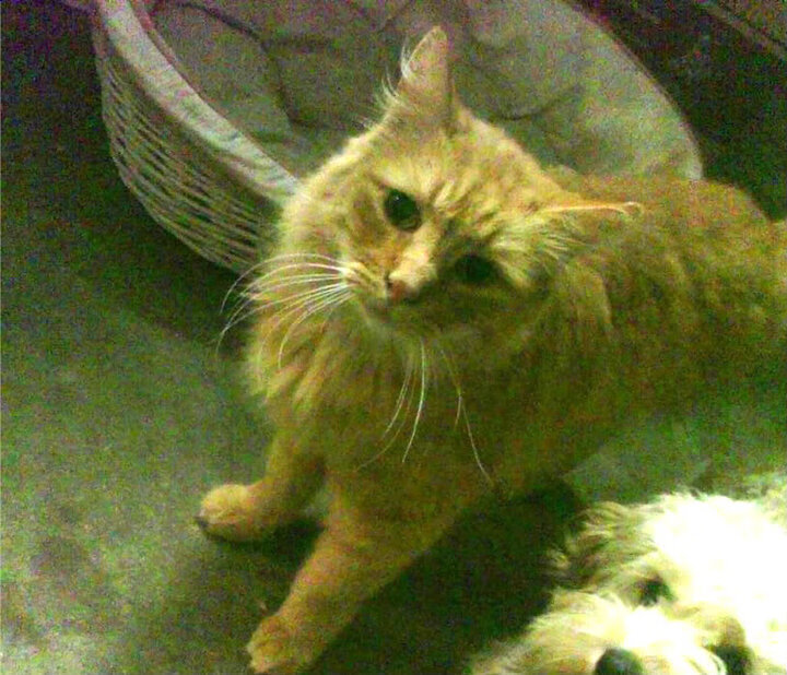 _社区激战：居民参与的邻里网球比赛_，社区网格邻里活动