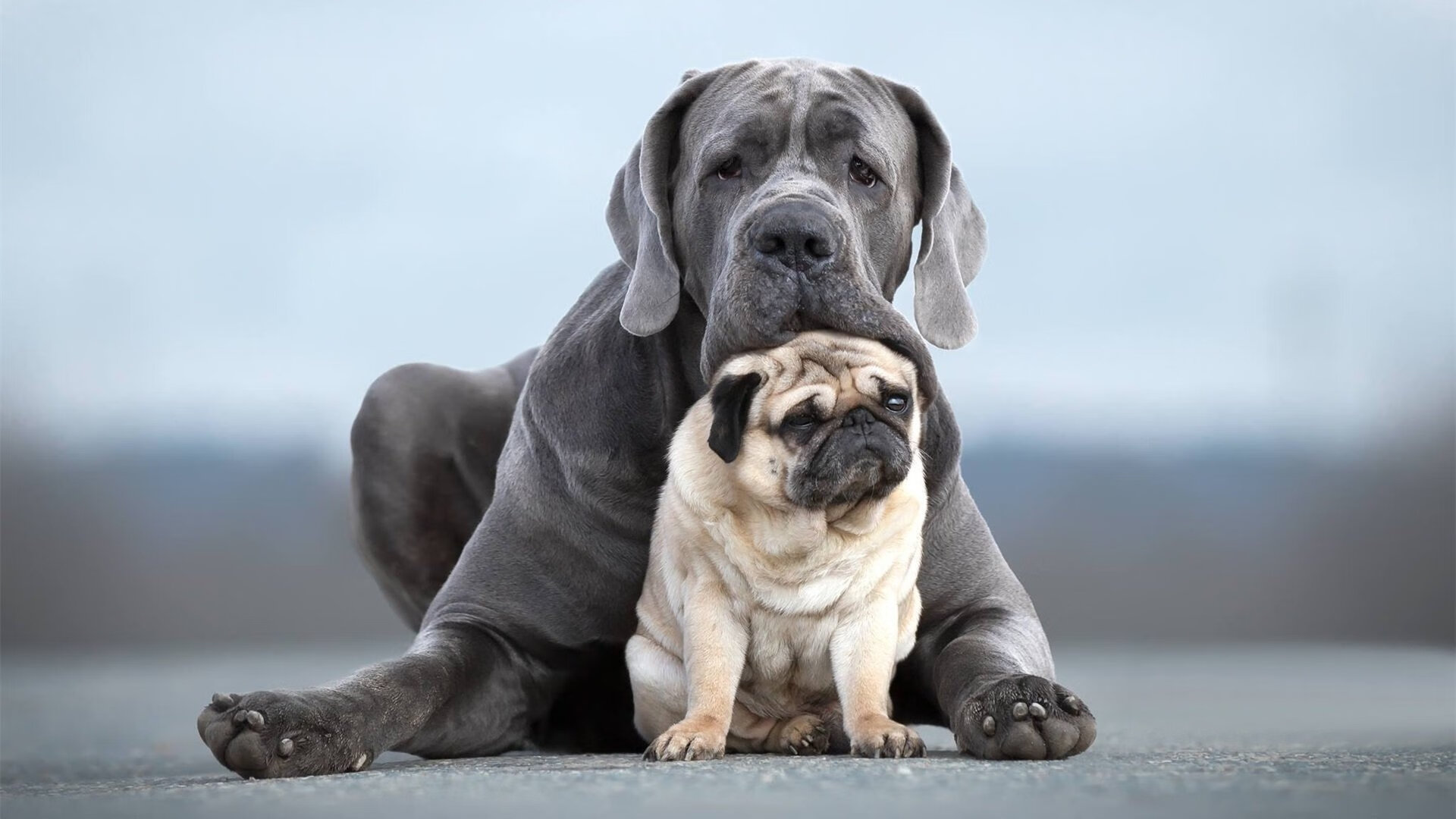 “悬念终结！最后一局瞬间锁定胜局，比赛精彩绝伦”，最后一场决斗