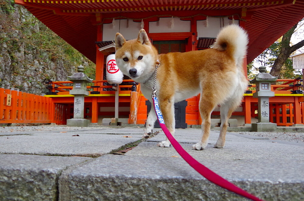 “背水一战：赛段中的决策与瞬间变局”，背水一战下句怎么接