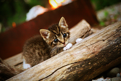 “青训教练员培训班在成都成功举办”，青训师认证训练营